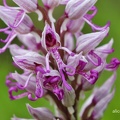 Affen-Knabenkraut (Orchis simia)